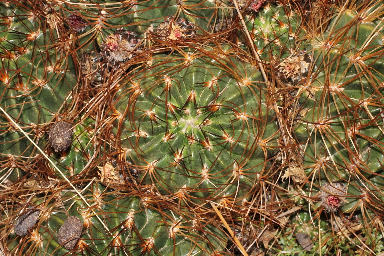 Lobivia backebergii — related species from the same genus