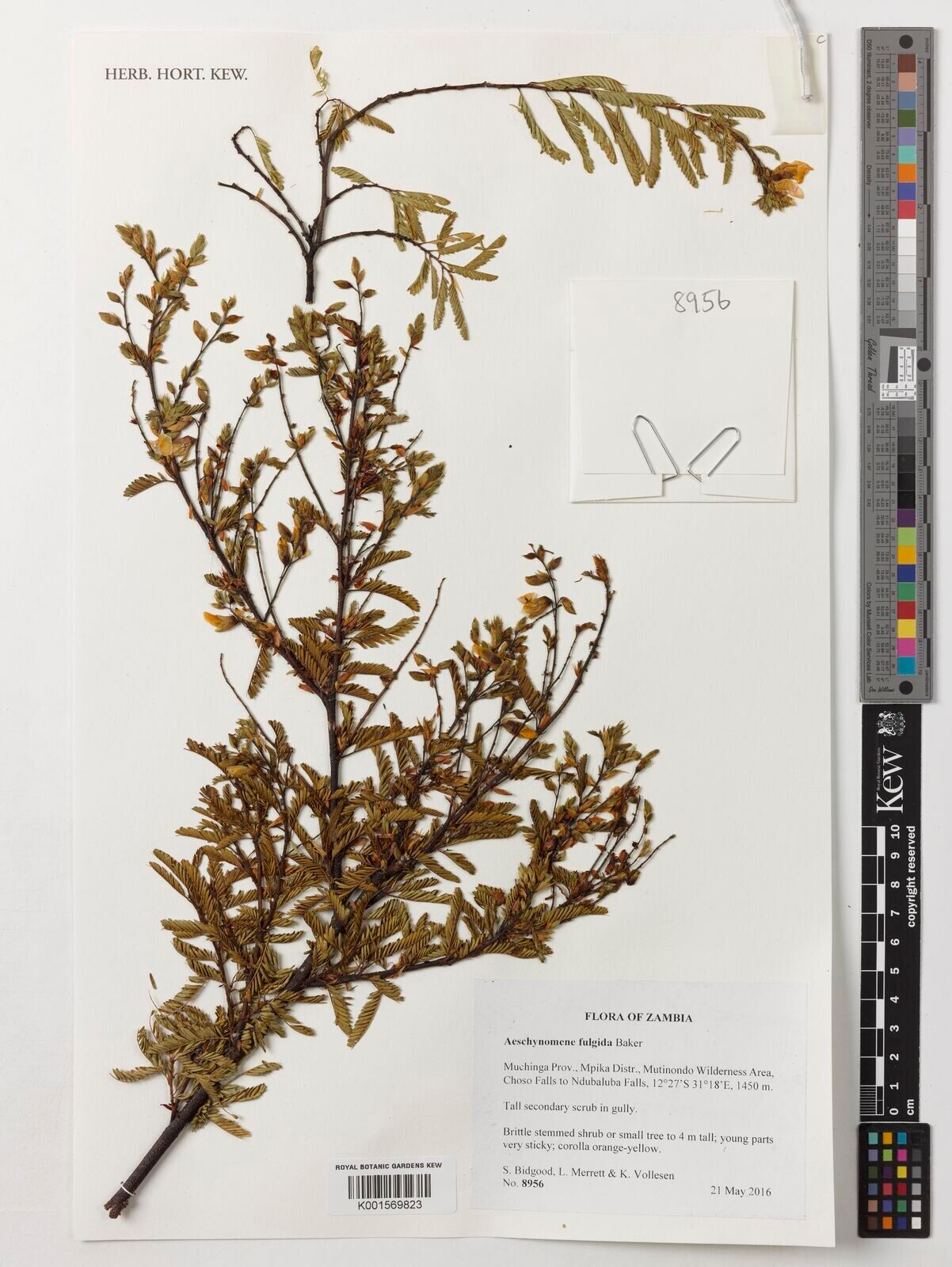 Aeschynomene fulgida — houseplant care guide