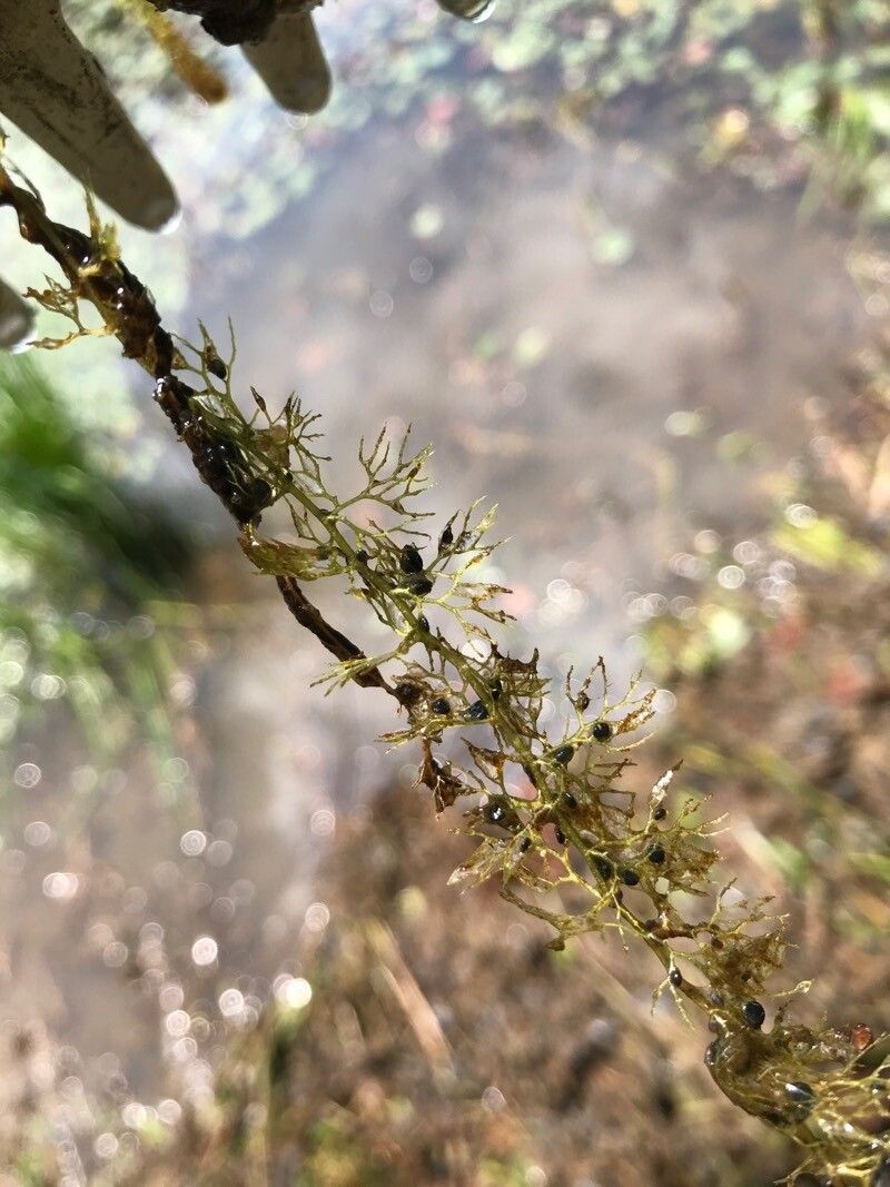 Utricularia australis — search result for 'Utricularia'