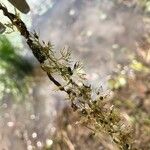 Utricularia australis