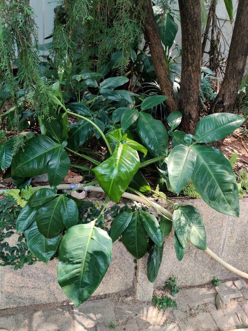 Philodendron tripartitum