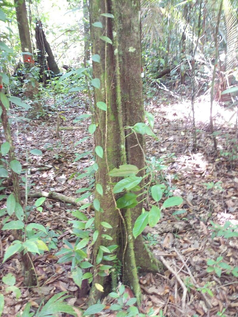 Swartzia polyphylla bark