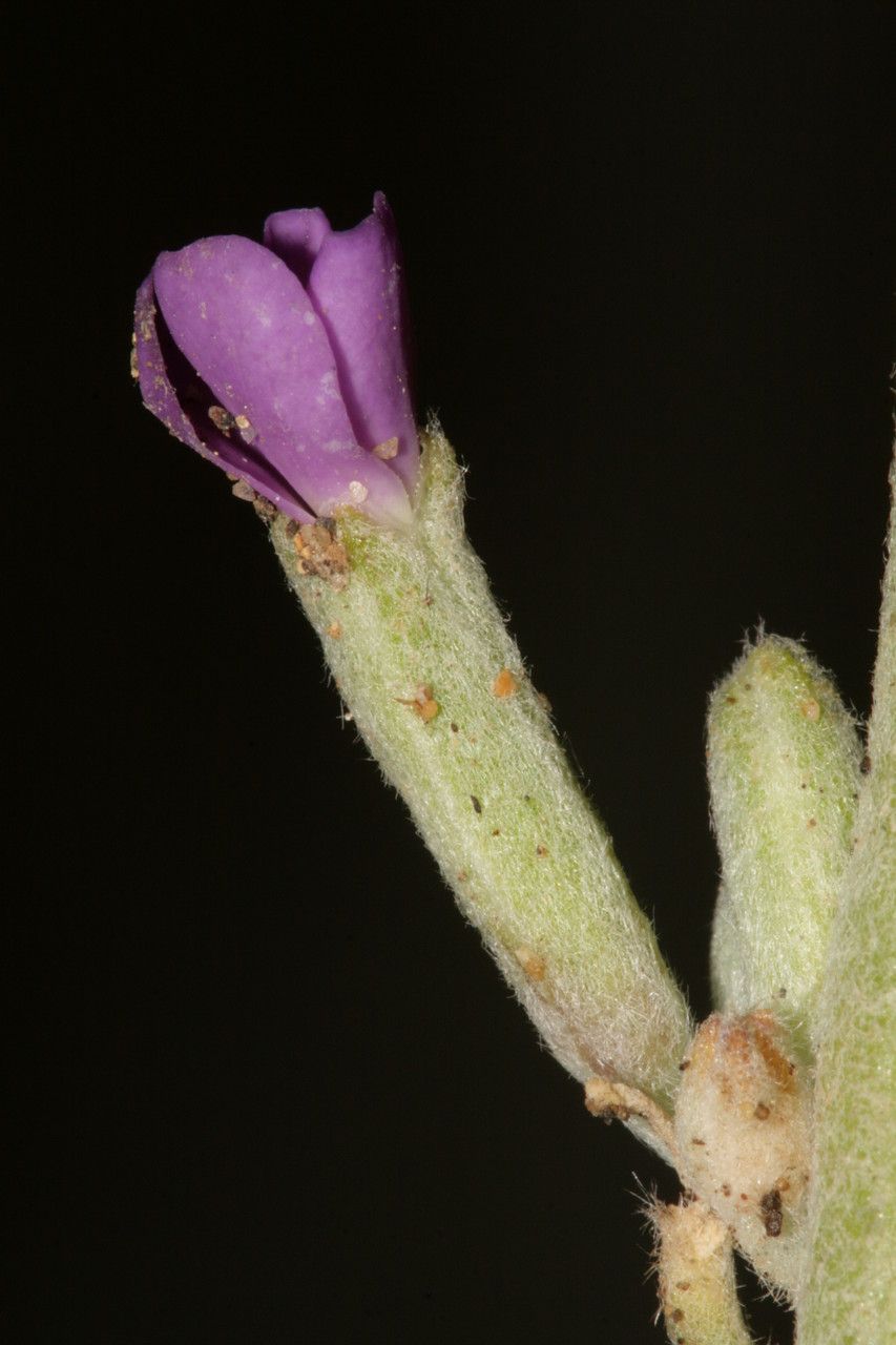 Matthiola crassifolia flower