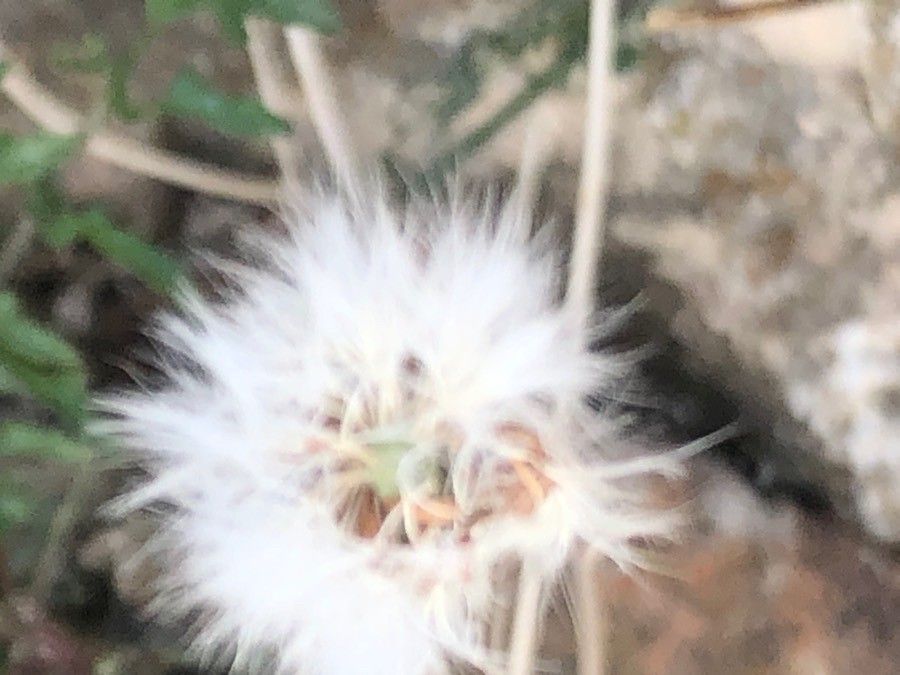 Sonchus tenerrimus fruit