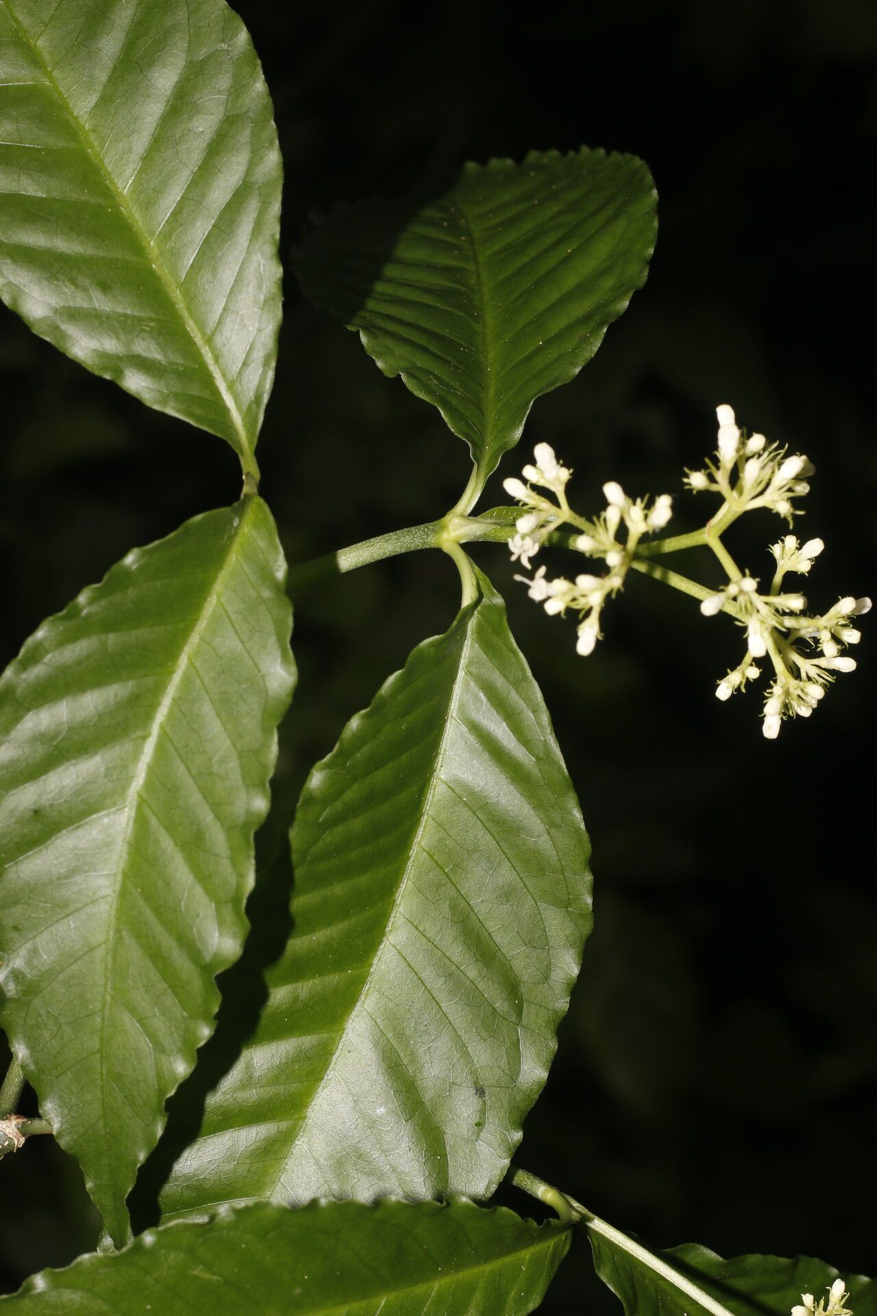 Psychotria horizontalis flower