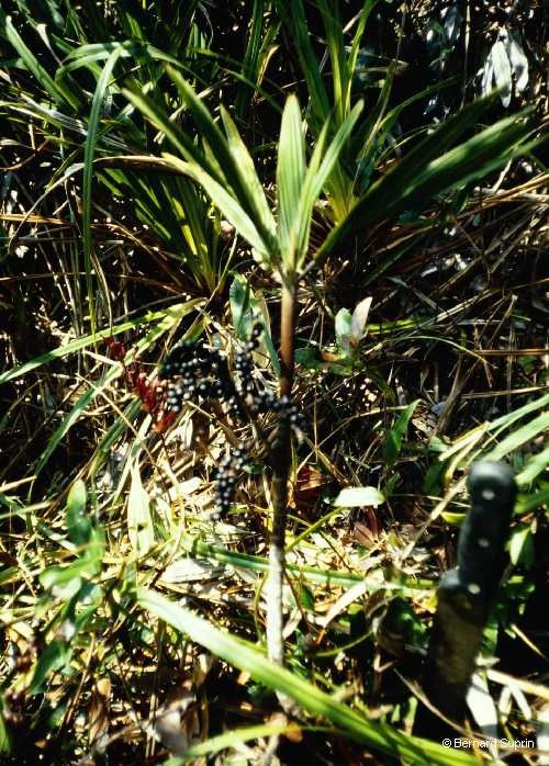 Basselinia deplanchei bark