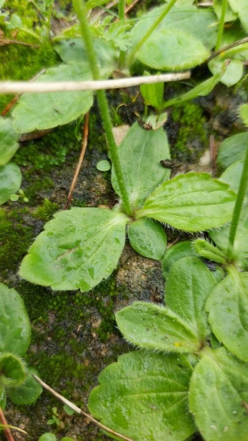 Ranunculus bullatus leaf