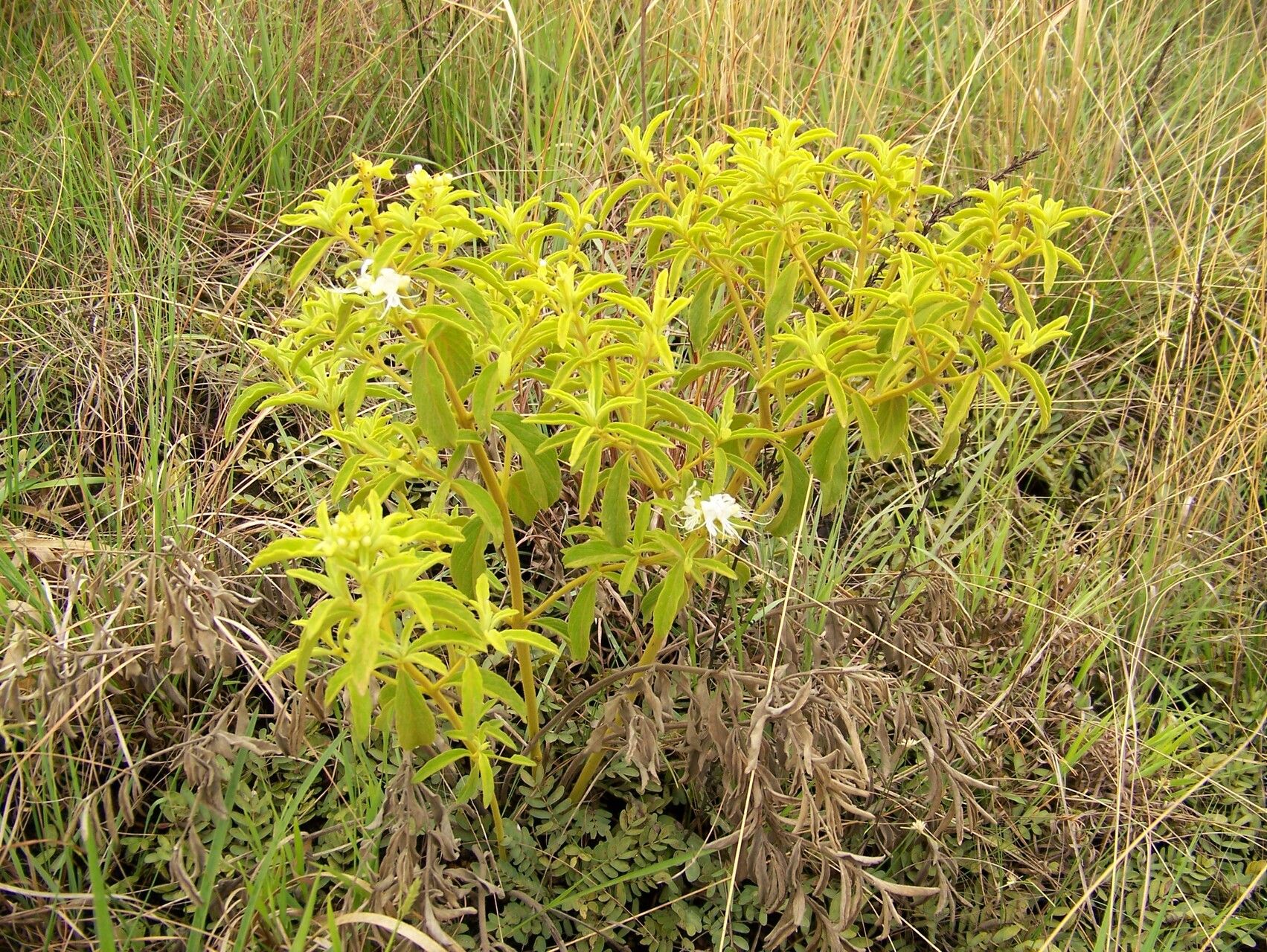 Ocimum vanderystii habit