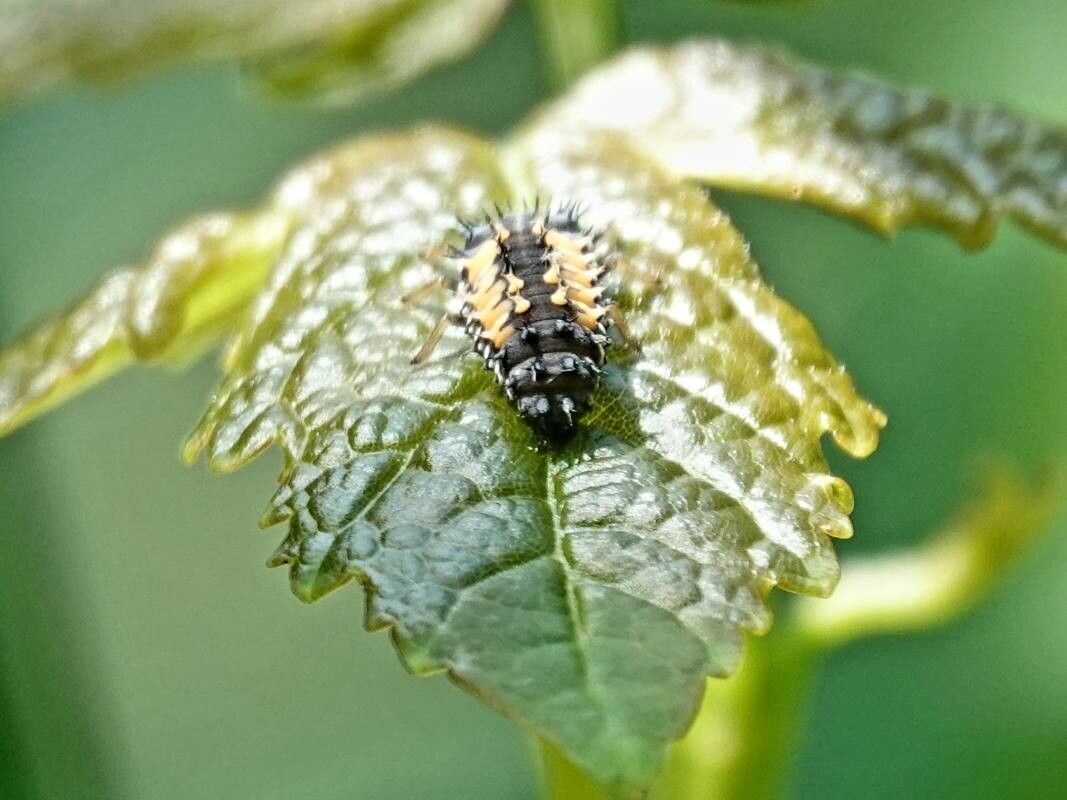 Urtica morifolia — search result for 'Urtica'