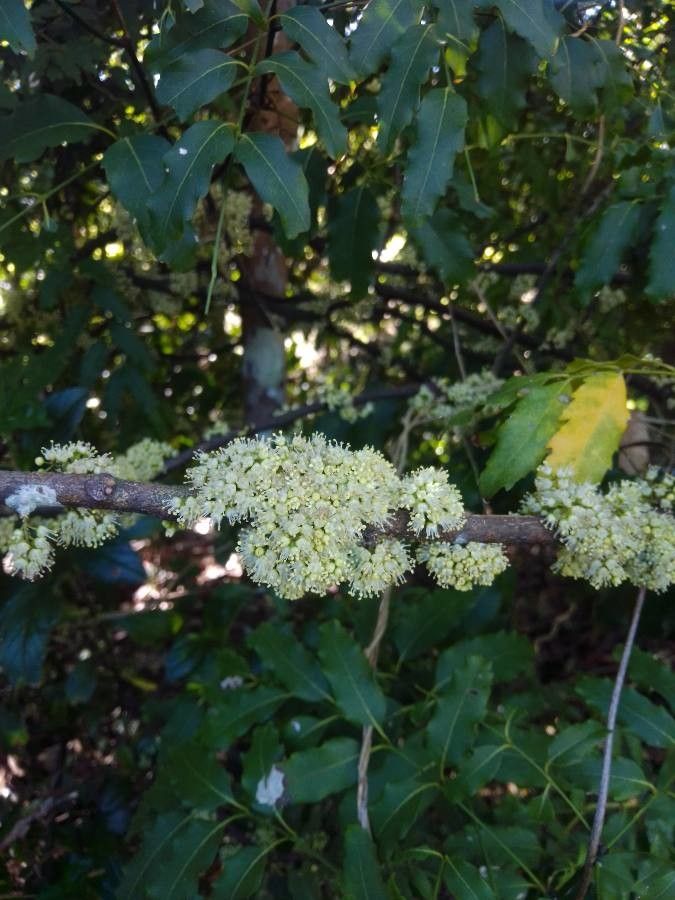 Cupaniopsis glomeriflora flower