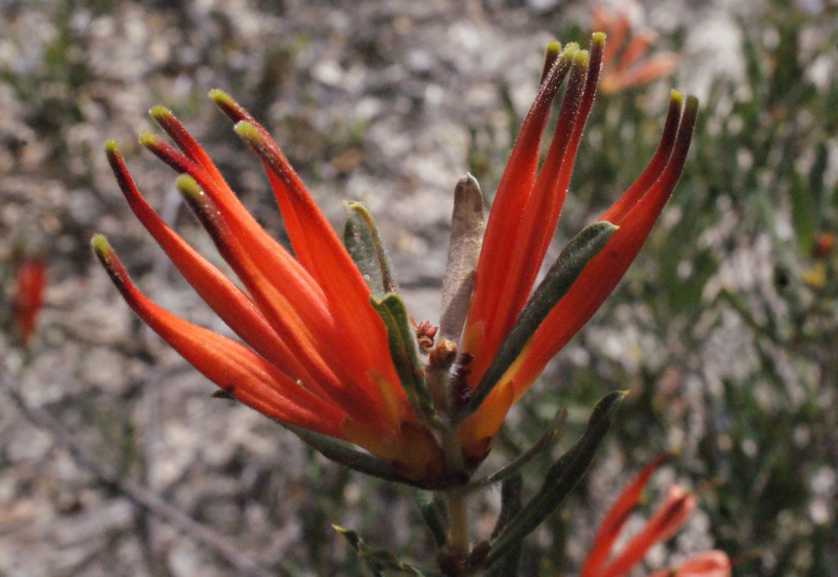 Lambertia multiflora flower