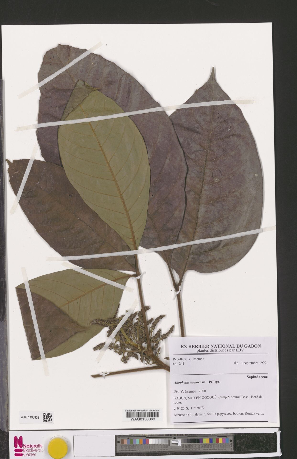 Allophylus oyemensis — houseplant care guide