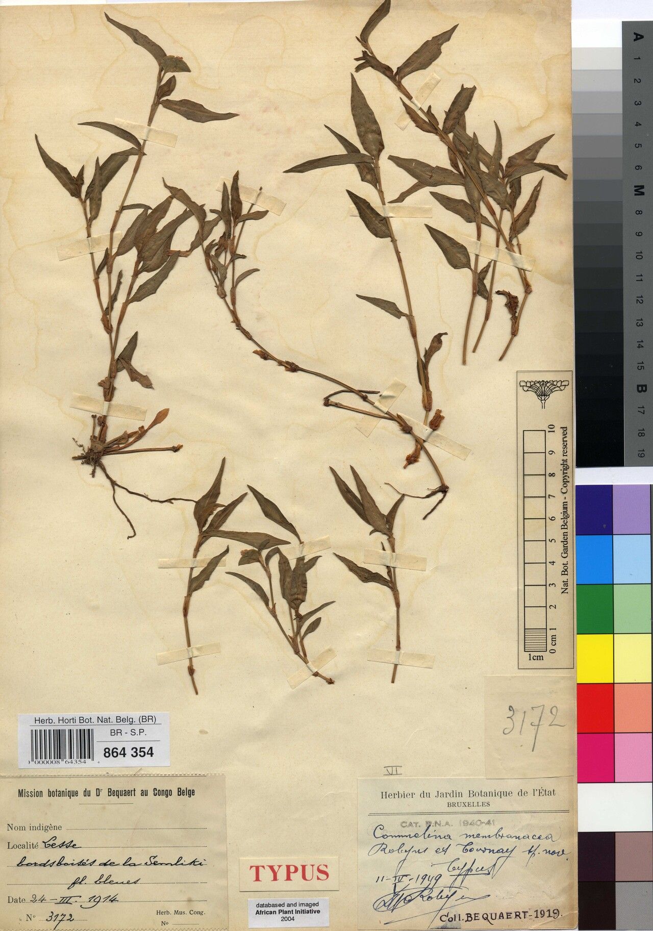 Commelina membranacea — search result for 'Commelina'