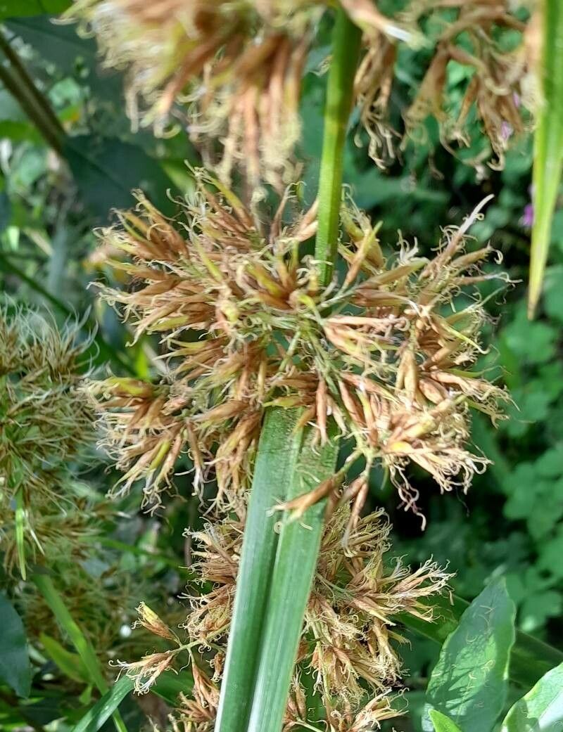 Rhynchospora organensis flower