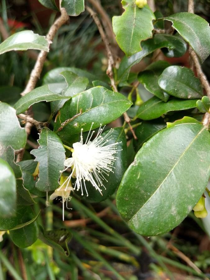 Syzygium smithii flower