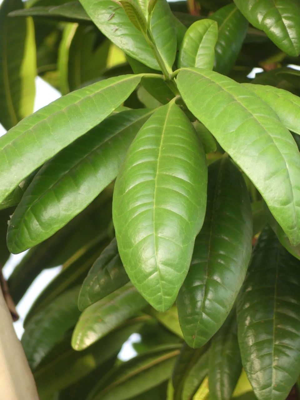 Pimenta dioica — search result for 'Chimonanthus'