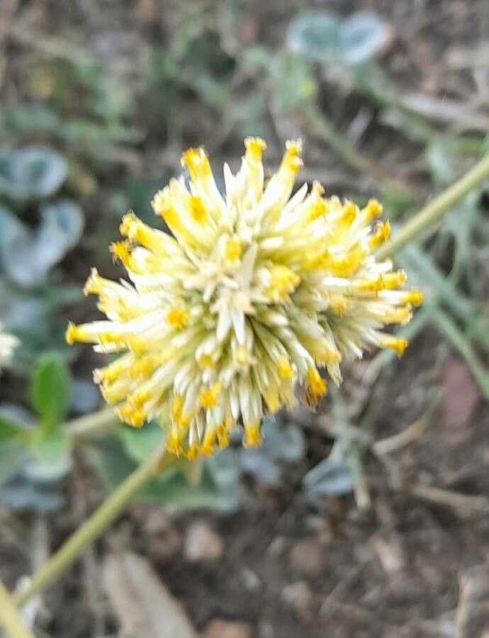 Gomphrena perennis flower
