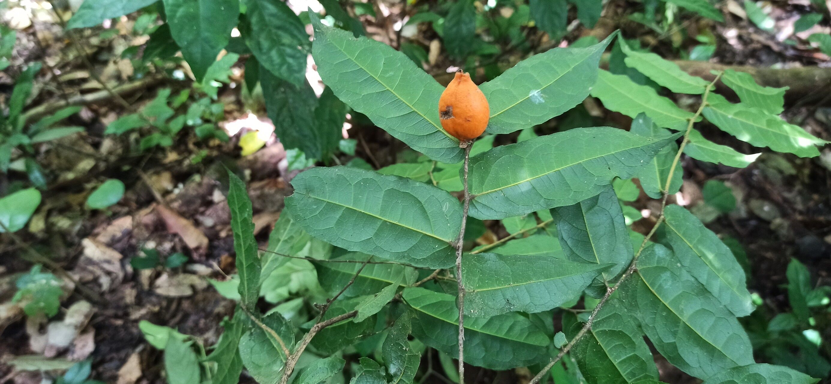 Drypetes chevalieri fruit