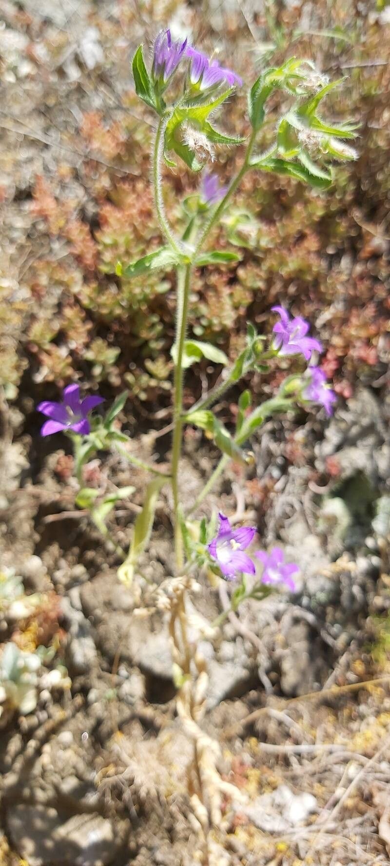 Campanula scutellata — houseplant care guide