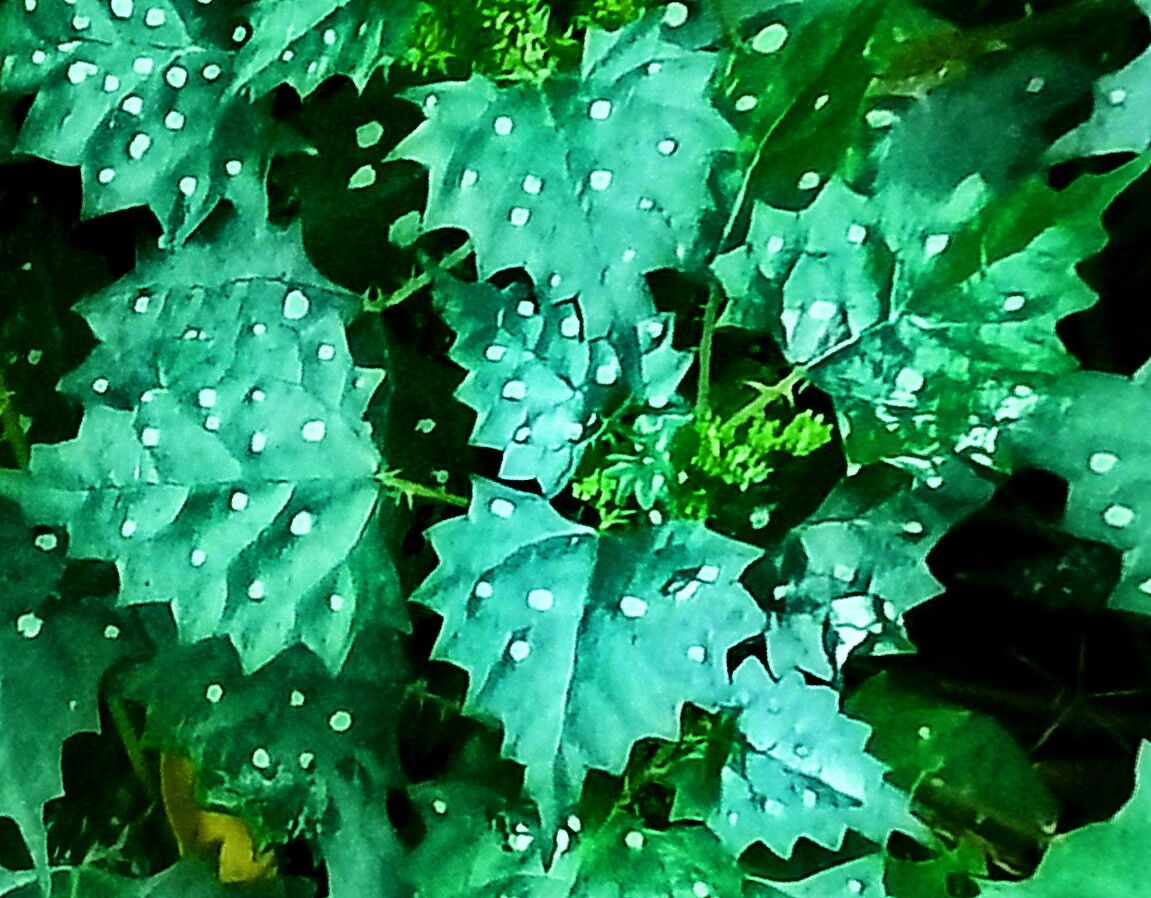 Laportea grossa — search result for 'Laportea'