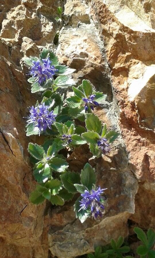 Paederota bonarota flower