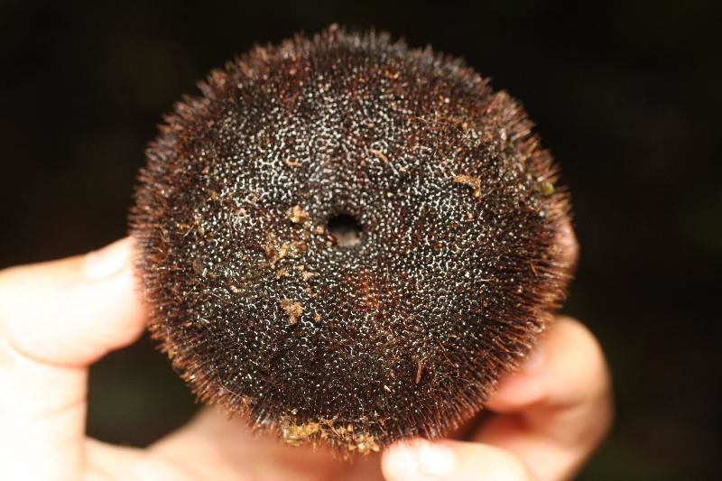 Apeiba petoumo fruit