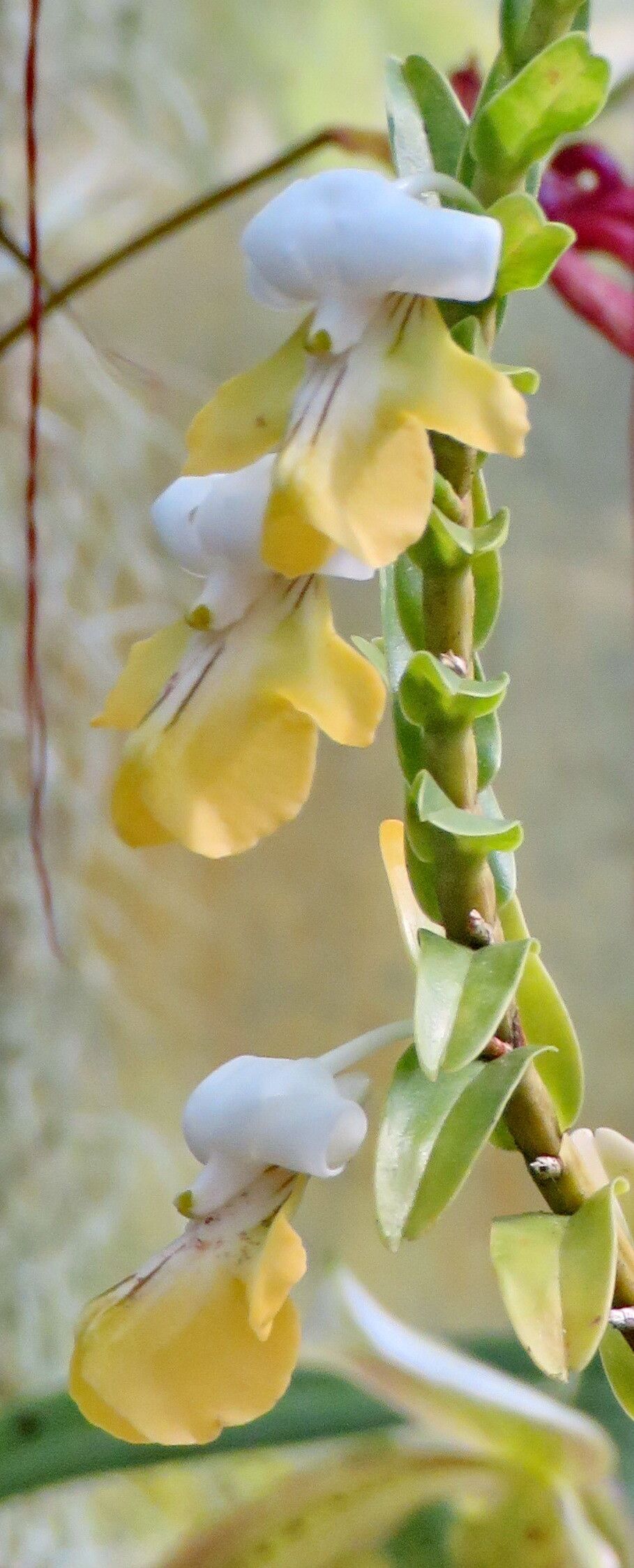 Dendrobium austrocaledonicum habit