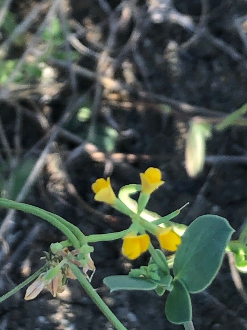 Coronilla scorpioides flower