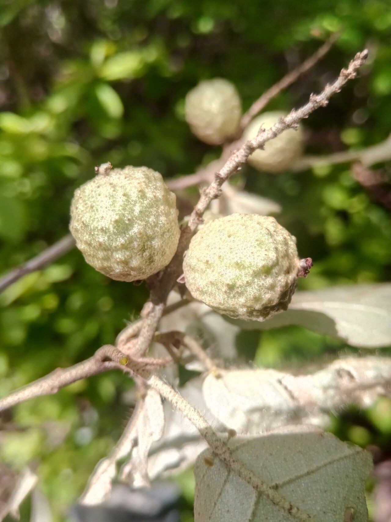Croton catatii fruit