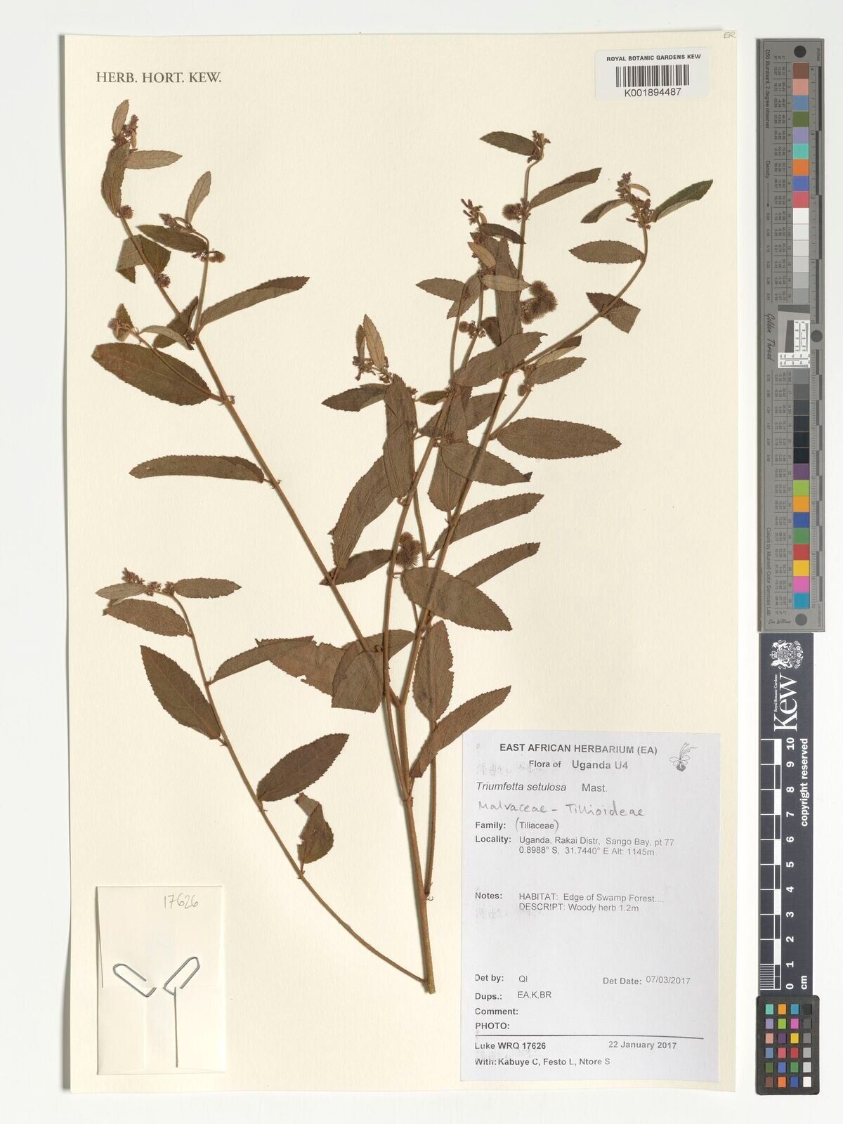 Triumfetta setulosa — houseplant care guide