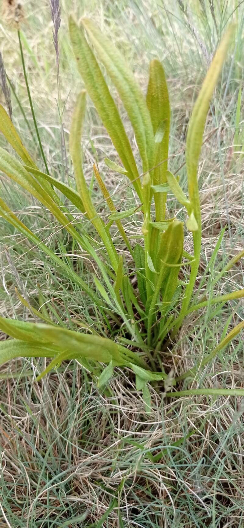 Scorzonera cana leaf