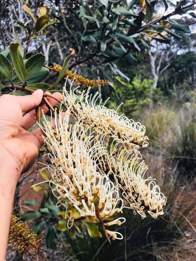 Grevillea exul flower