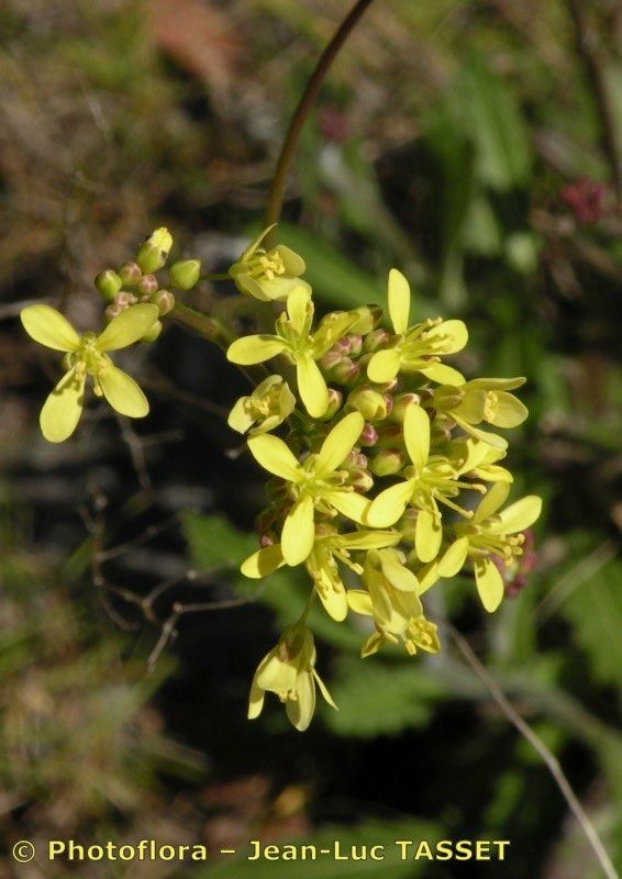 Biscutella ambigua — related species from the same genus