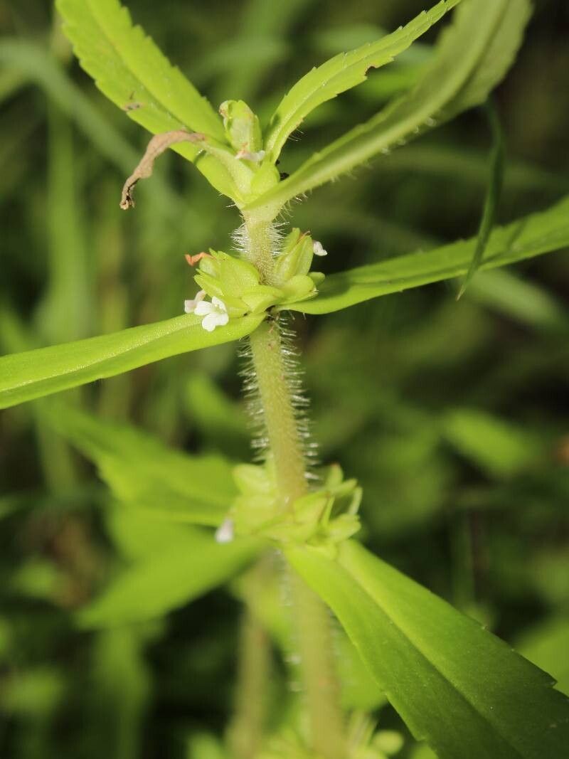 Bacopa axillaris flower