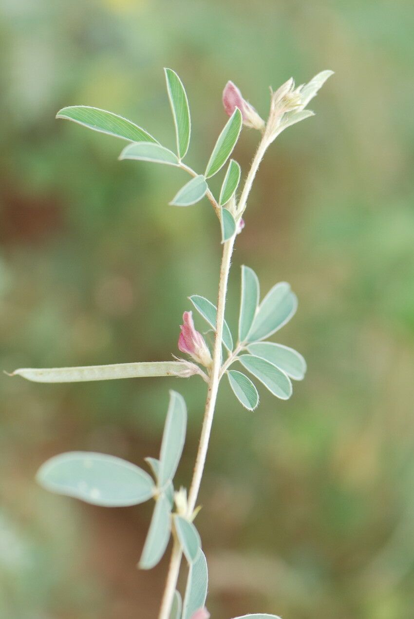 Tephrosia uniflora other