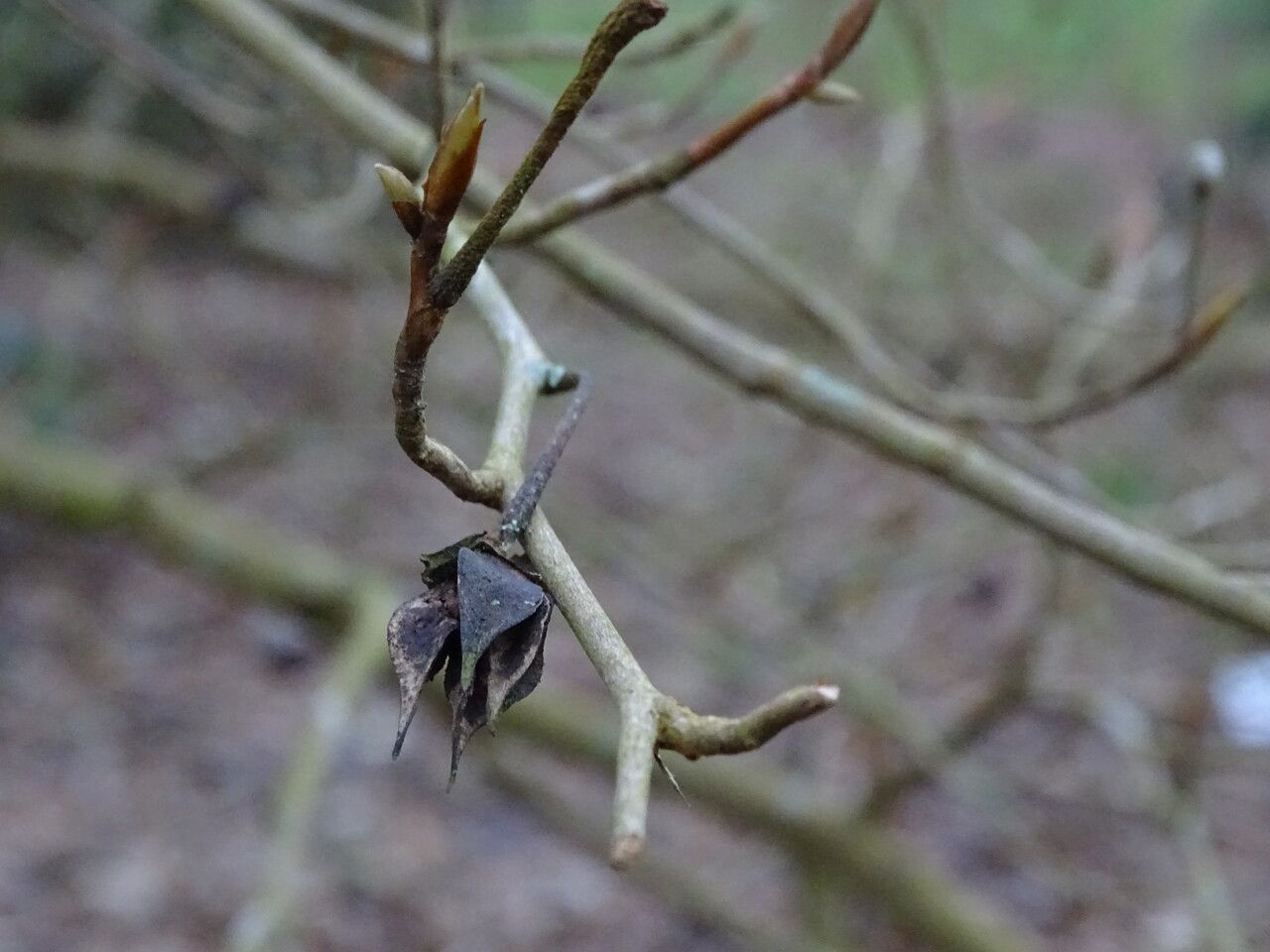 Stewartia pseudocamellia fruit