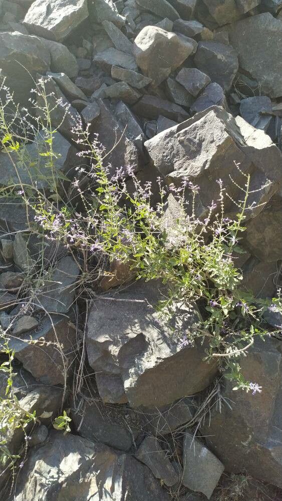 Salvia scrophulariifolia habit
