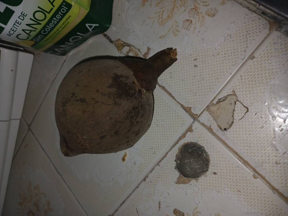 Matisia cordata fruit