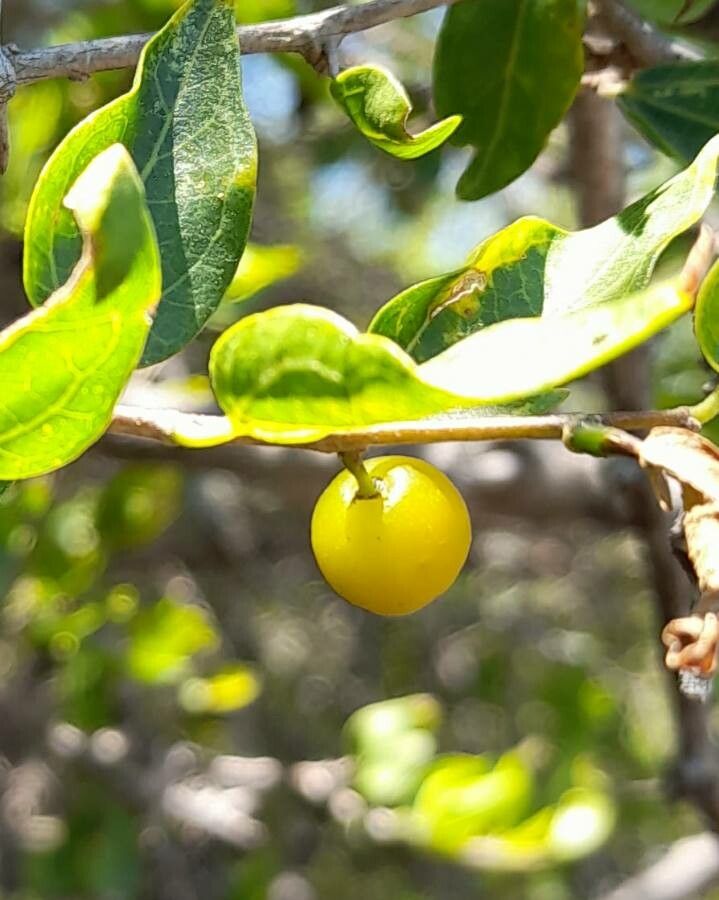 Sarcomphalus mistol fruit