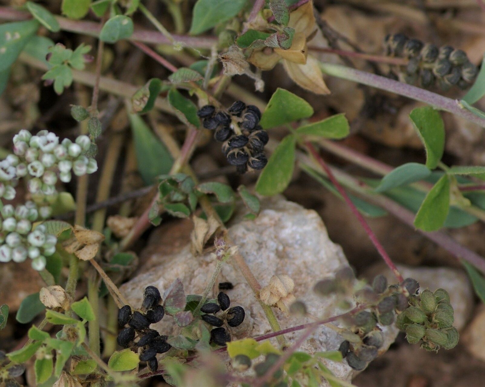 Corrigiola telephiifolia fruit