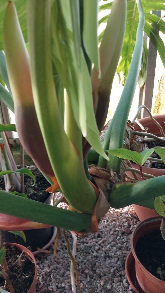 Philodendron houlletianum — search result for 'Philodendron'