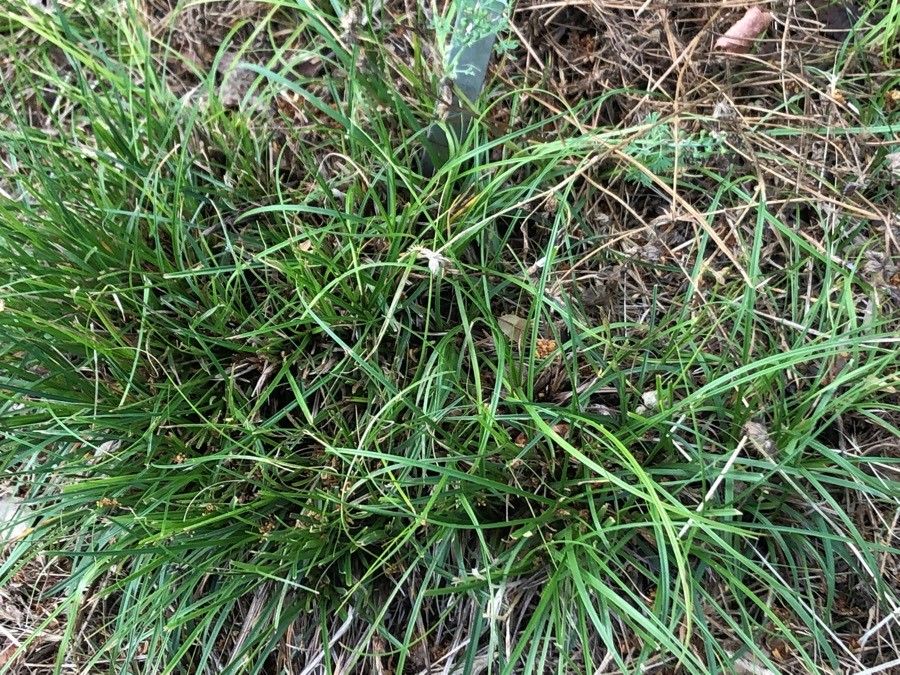 Carex halleriana — search result for 'Carex'