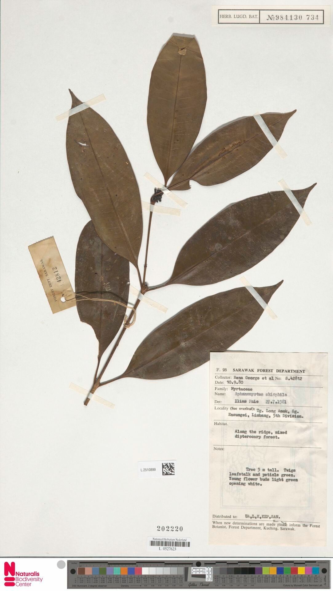 Syzygium skiophilum — houseplant care guide