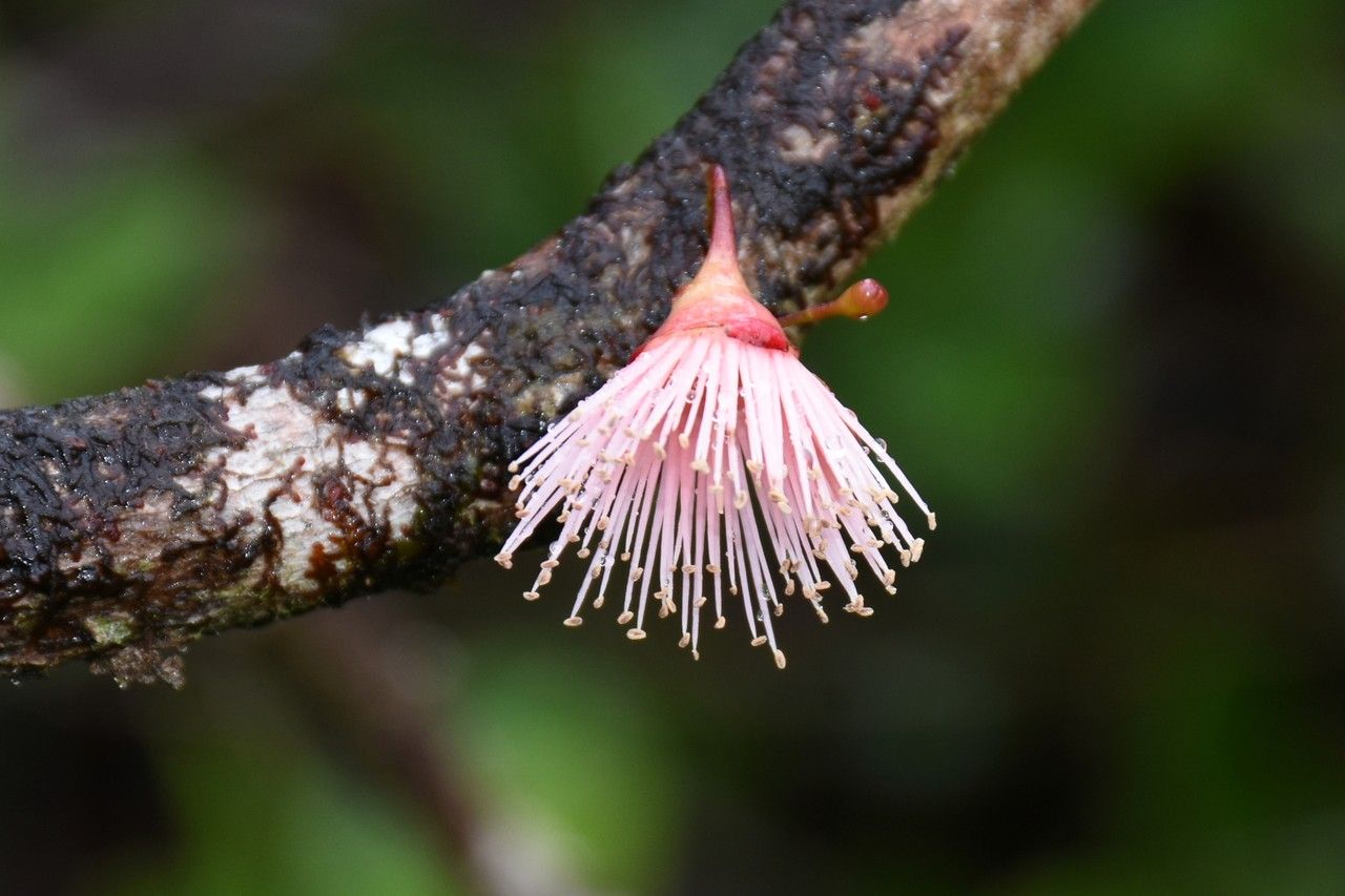Syzygium commersonii flower