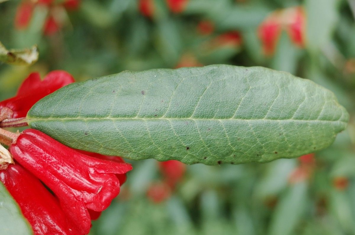 Rhododendron venator — houseplant care guide