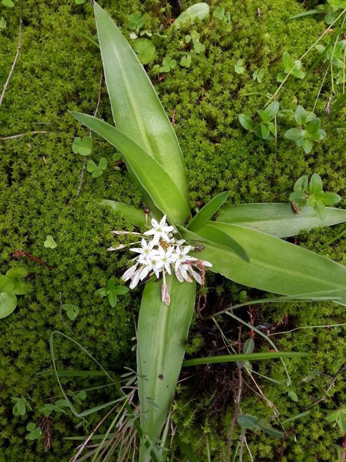 Chlorophytum tetraphyllum — search result for 'Chlorophytum'