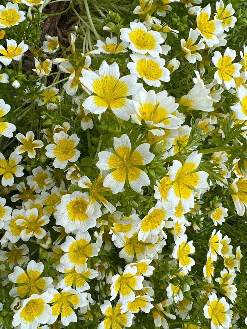 Limnanthes douglasii flower