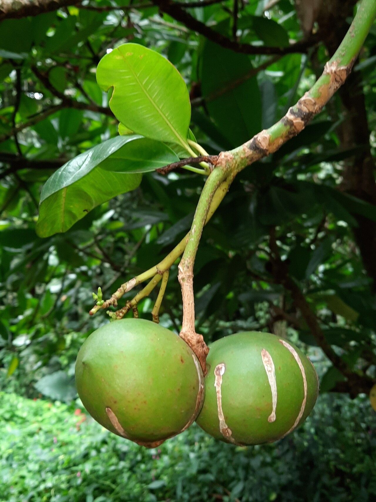 Ochrosia oppositifolia fruit