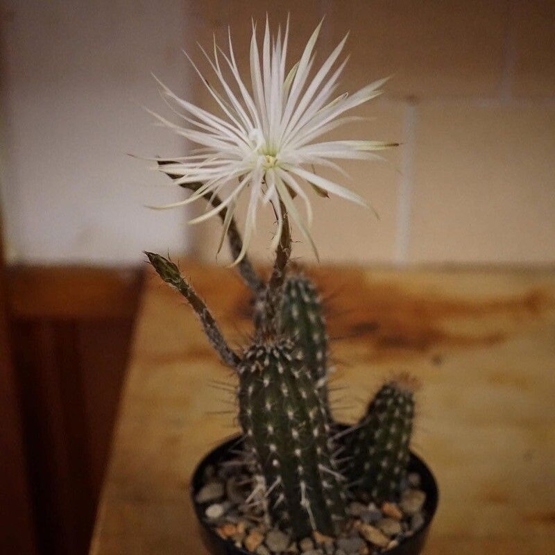 Setiechinopsis mirabilis habit