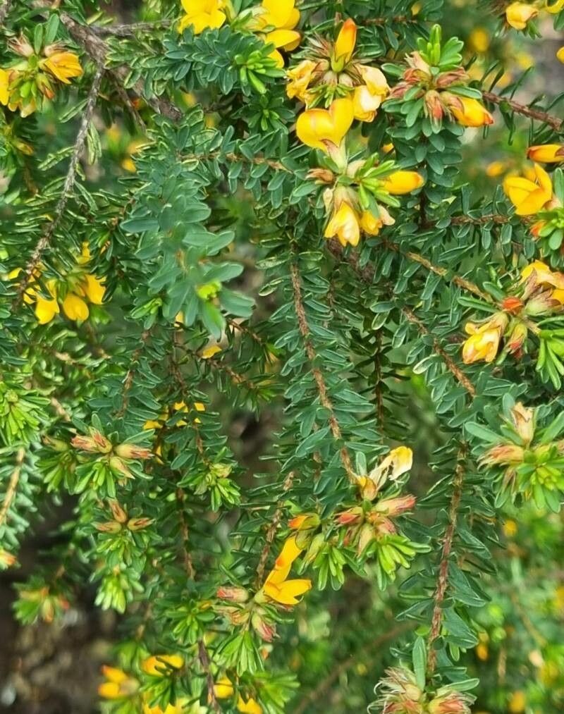 Berberis empetrifolia leaf